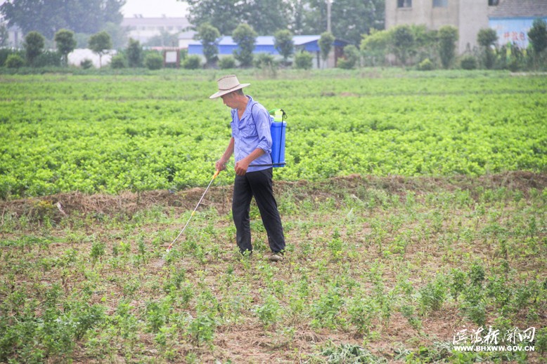 八灘鎮(zhèn)界山村瓜蔞基地農(nóng)民治理蟲(chóng)害