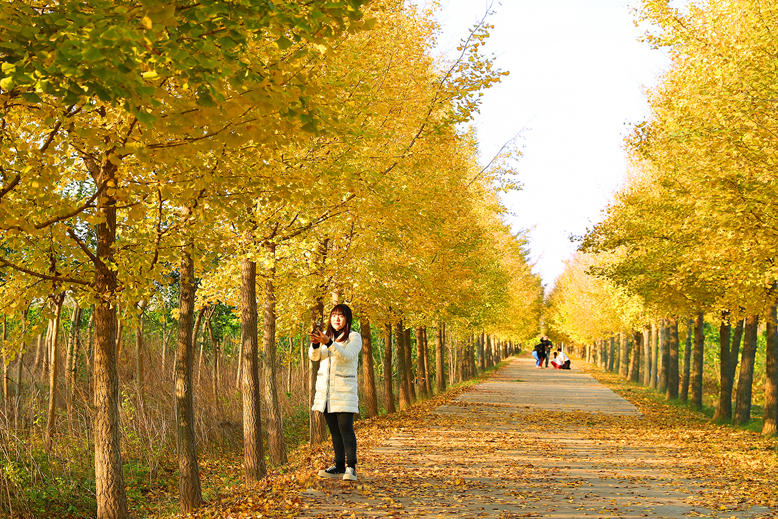 坎北街道果林村銀杏林