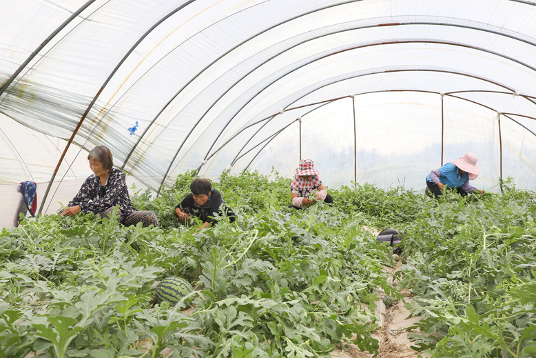 坎北街道肖港村西瓜種植基地