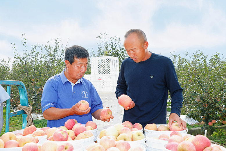 縣農業(yè)園田園墨歌綠色生態(tài)果園蘋果迎來采摘季