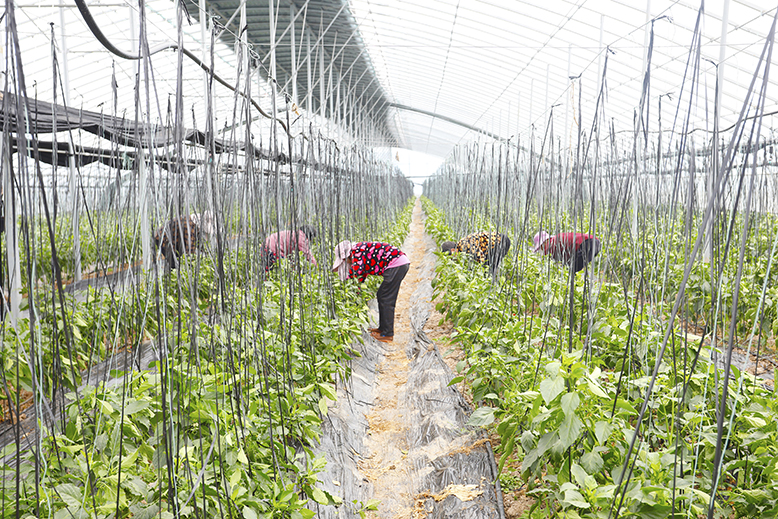 福馬菌菜循環(huán)種植基地